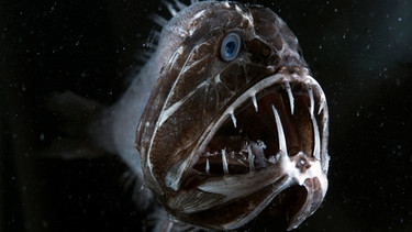 Der in der Tiefsee vorkommende Fangzahnfisch hält einen Rekord unter Fischen: Er hat im Vergleich zu seinem Körper die größten Zähne. | Bild: BBC NHU/BR/WDR/Espen Rekdal