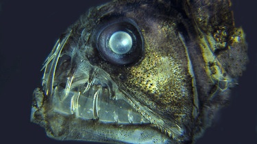 Kopf eines Viperfisches | Bild: picture-alliance/dpa