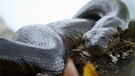 Große Anakonda (Eunectes murinus), Naturreservat Cuyabeno, Ecuador, Südamerika | Bild: picture alliance/imageBROKER