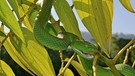 Sabah Bambusotter (Trimeresurus sabahi barati), beißend, auf einem Busch, Sumatra, Indonesien, Asien | Bild: picture alliance/imageBROKER