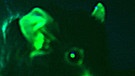 2008: Nobelpreis für Chemie für grün leuchtende Mäuse | Bild: picture-alliance/dpa