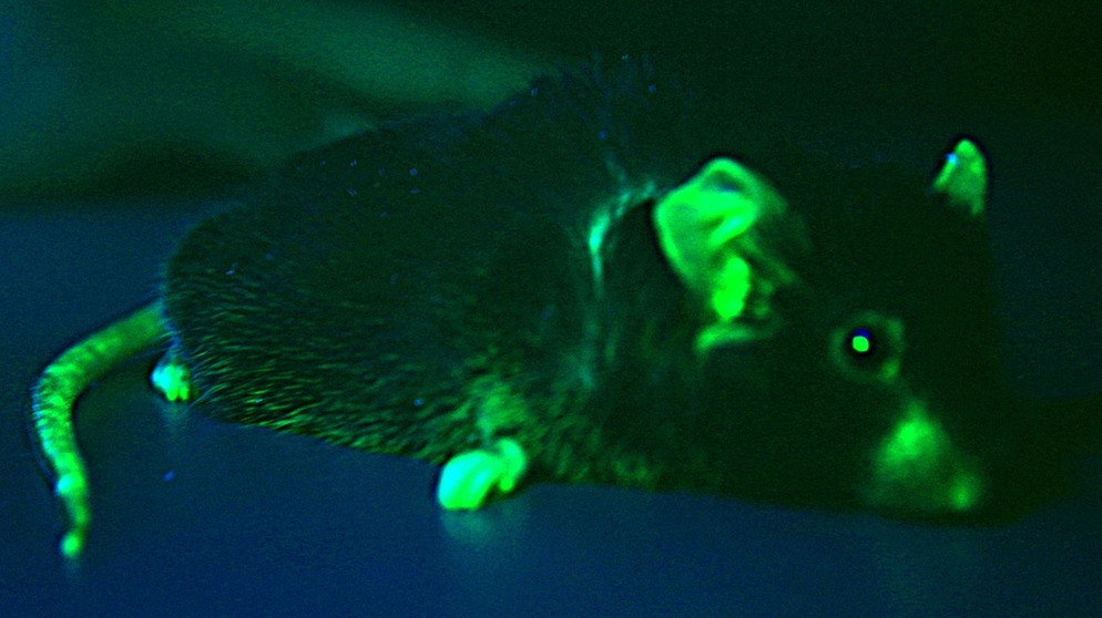 2008: Nobelpreis für Chemie für grün leuchtende Mäuse | Bild: picture-alliance/dpa