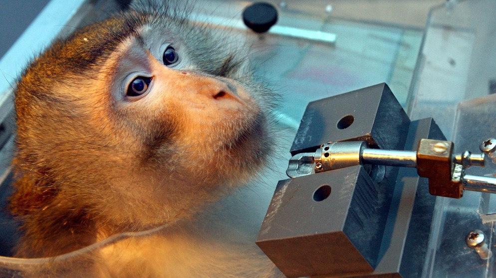Ein Affe wird im Labor für einen Versuch fixiert. Mäuse, Ratten, Affen, Fische, Schafe, Schweine, Katzen und Hunde werden in Tierversuchen eingesetzt. An ihnen werden Medikamente, Impfstoffe und Chemikalien getestet. Labortiere sind in der Medizin aber auch wichtig, um Therapien wie Organtransplantationen auszuprobieren. Tierschützer kritisieren, dass zu wenig an alternativen Methoden geforscht wird. | Bild: picture-alliance/dpa