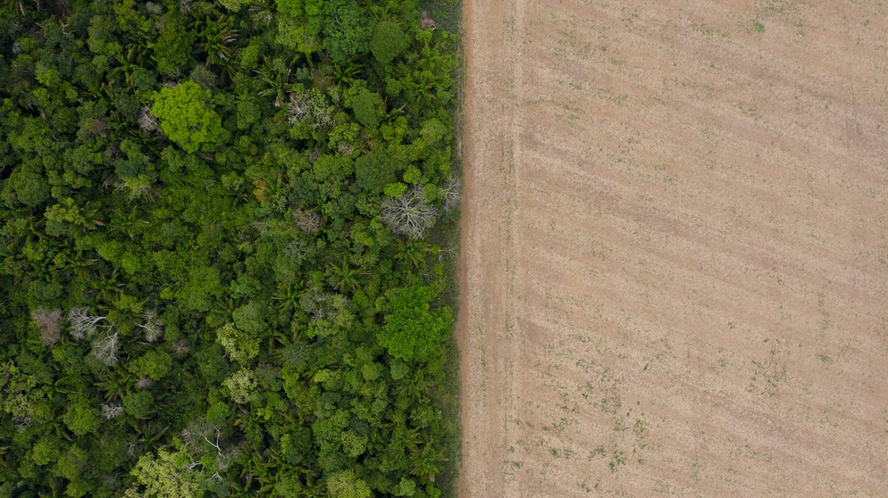 Fragment des Amazonas-Regenwaldes neben einem Feld mit Soja-Anbau (Cipoal in Santarem, Para, Brasilien).
| Bild: picture alliance/AP Images | Leo Correa