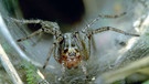 Die Gemeine Labyrinthspinne - Spinne des Jahres 2011 | Bild: picture-alliance/dpa