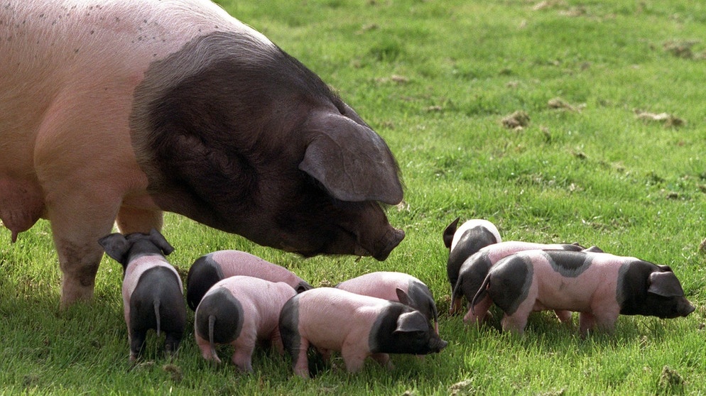 Schwäbisch-Hällisches Schwein mit Ferkeln. | Bild: picture-alliance/dpa