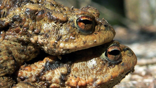Die Erdkröte ist eine der häufigsten Amphibienarten in Deutschland - und eine der größten. Anhand ihrer Warzen ist sie leicht zu erkennen. Zu den Amphibien oder Lurchen in Deutschland zählen Frösche, Kröten, Molche, Salamander und Unken. | Bild: picture-alliance/dpa