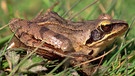 Der Springfrosch ist in Deutschland selten anzutreffen - wenn, dann in der Mitte und im Süden, in lichten, gewässerreichen Laubmischwäldern. Zu den Amphibien oder Lurchen in Deutschland zählen Frösche, Kröten, Molche, Salamander und Unken. | Bild: picture-alliance/dpa