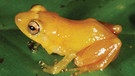 Froschart Diasporus citrinobapheus aus Panama. Bei uns in Deutschland gibt es je nach Zählweise 20 oder 21 Amphibienarten. Weltweit sind es jedoch rund 6.000 Amphibienarten, die alle mit anderen Besonderheiten beeindrucken. Zu den Amphibien oder Lurchen in Deutschland zählen Frösche, Kröten, Molche, Salamander und Unken. | Bild: Senckenberg