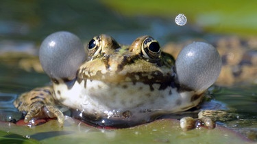 Ein Teichfrosch mit aufgeblasenen Schallblasen. Er gehört zu den Amphibien. | Bild: picture-alliance/dpa
