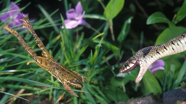 Eine Schlange (gehört zu den Reptilien) hat es auf einen Frosch (gehört zu den Amphibien) abgesehen. Zu den Reptilien und Amphibien zählen viele verschiedene Arten mit ganz unterschiedlichen Merkmalen. | Bild: picture-alliance/dpa/NHPA/Avalon/Paulo de Oliveira