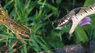 Eine Schlange (gehört zu den Reptilien) hat es auf einen Frosch (gehört zu den Amphibien) abgesehen. Zu den Reptilien und Amphibien zählen viele verschiedene Arten mit ganz unterschiedlichen Merkmalen. | Bild: picture-alliance/dpa/NHPA/Avalon/Paulo de Oliveira