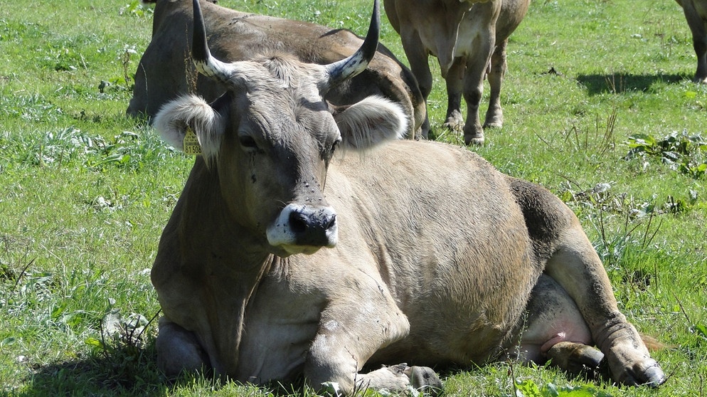 Gefährdetes Nutztier 2016: Original Braunvieh | Bild: Königsperger (GEH)