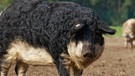 Schwalbenbäuchiges Wollschwein, die gefährdete Nutztierrasse 2019 | Bild: Repin/GEH