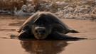 Eine Riesenschildkröte am Strand. Das Artensterben trifft den gesamten Planeten. Viele Tiere und Pflanzen sind vom Aussterben bedroht.  | Bild: picture-alliance/dpa