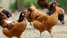 Zwei Vorwerk-Hühner. | Bild: picture-alliance/dpa