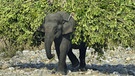 Asiatischer Elefant als Arbeitstier in Indien | Bild: picture alliance / imageBROKER / FLPAParameswaran Pillai Karunakaran