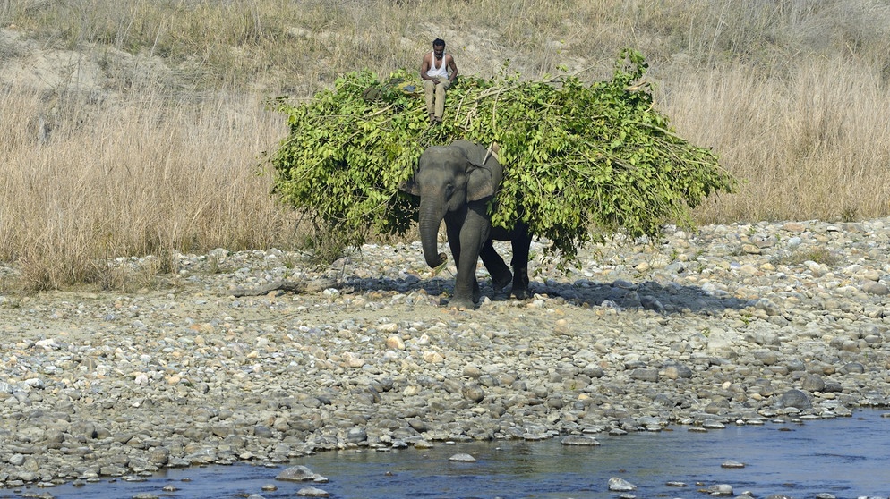 Asiatischer Elefant als Arbeitstier in Indien | Bild: picture alliance / imageBROKER / FLPAParameswaran Pillai Karunakaran