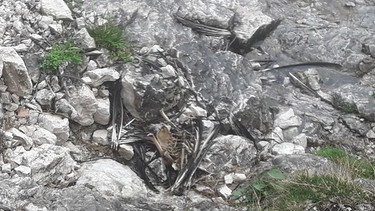 Nur Federn und ein paar Knochen, das sind die Überreste des Bartgeiers Wally, der 2021 in den Berchtesgaden in den bayerischen Alpen ausgewildert wurde. Ende Mai 2022 wurde Wallys Überrreste entdeckt.  | Bild: LBV