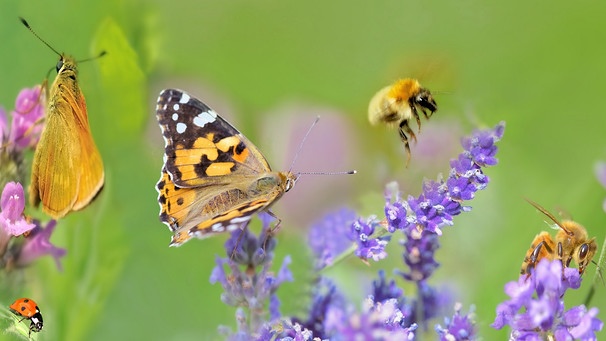 Der Weltbiodiversitätsrat hat fünf Triebkräfte beschrieben, die für das Artensterben verantwortlich sind. | Bild: colourbox.com