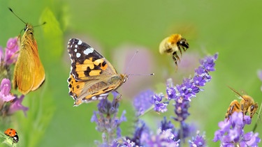 Der Weltbiodiversitätsrat hat fünf Triebkräfte beschrieben, die für das Artensterben verantwortlich sind. | Bild: colourbox.com