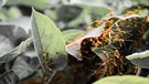 Eine Ameisenkette klettert auf mehreren Blättern. Ameisen gelten als Schlüsselarten und Ökosystemingenieure: Sie sind Bindeglied zwischen verschiedenen Ökosystemen. | Bild: colourbox.com