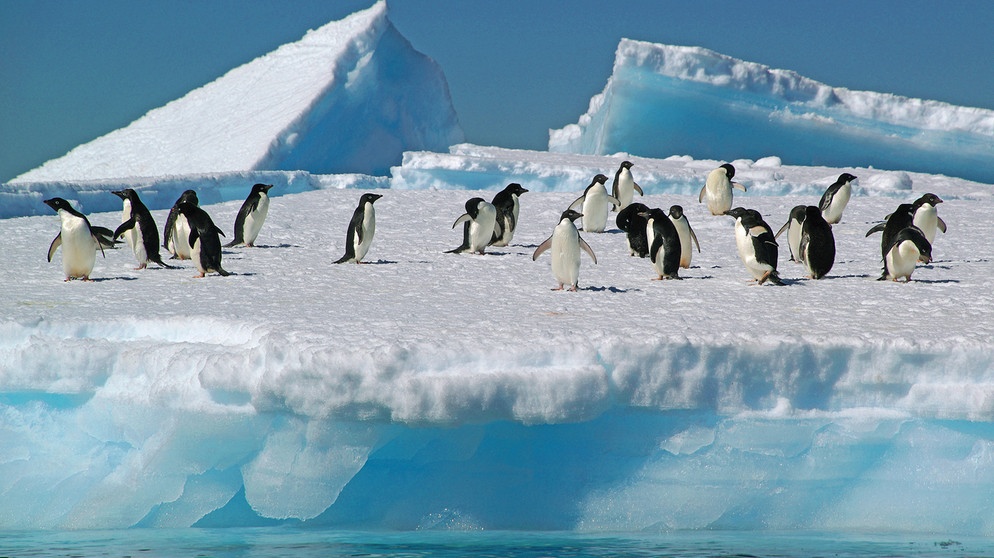 Der Klimawandel bedroht den Lebensraum von vielen Lebewesen und verstärkt das Artensterben. Das bedroht auch die Biodiversitat. Auch Pinguine in der Antarktis sind von der Erderwärmung betroffen. | Bild: dpa-Bildfunk