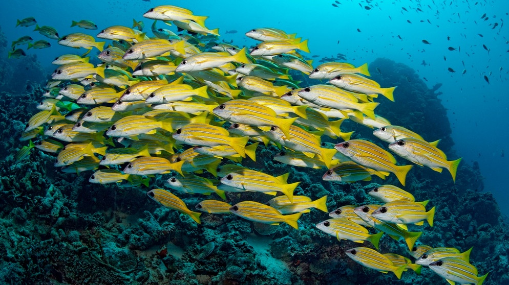 Ein Schwarm gelber Blaustreifen-Schnapper schwimmt vor einem Korallenriff. Biodiversität ist wichtig, damit Korallenriffe gesund bleiben. | Bild: picture-alliance/dpa