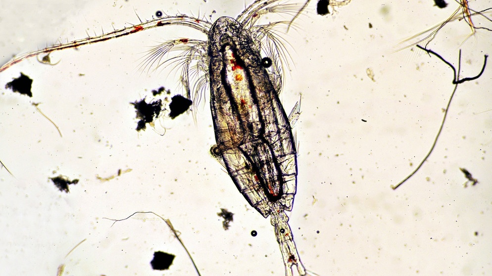Ein Ruderfußkrebs (Calanus finmarchicus) im Zooplankton der Nordsee. (Symbolbild) | Bild: picture-alliance/dpa
