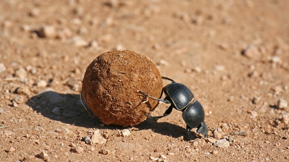 Ein "Pillendreher" genannter Käfer rollt den Mist von Huftieren. In der Serengeti ist diese Aufgabe essentiell, um das Graswachstum zu fördern. | Bild: picture-alliance/dpa