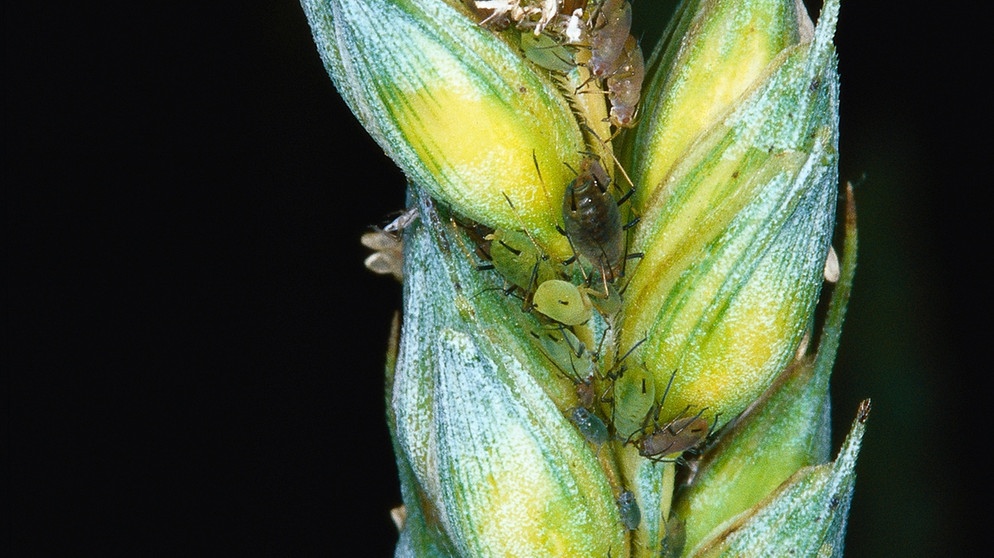 Ein Getreidehalm mit Blattläusen. In der Natur können Schlupfwespen ihr Vorkommen regulieren und können damit Ernten schützen. | Bild: picture-alliance/dpa