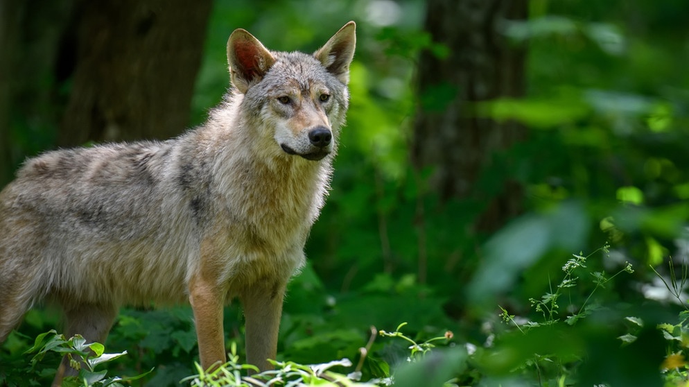 Ein Wolf steht im Wald auf einer Lichtung mit grünen Pflanzen. Der Wolf hat Einfluss auf die Biodiversität, da er Pflanzenfresser wie Rehe regulieren kann. Dadurch wachsen mehr Pflanzen und Weiden. | Bild: colourbox.com