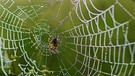 Ein Spinnennetz ist von Regentropfen besetzt. Auch unbeliebte oder unscheinbare Arten sind wichtig für die Biodiversität. | Bild: colourbox.com