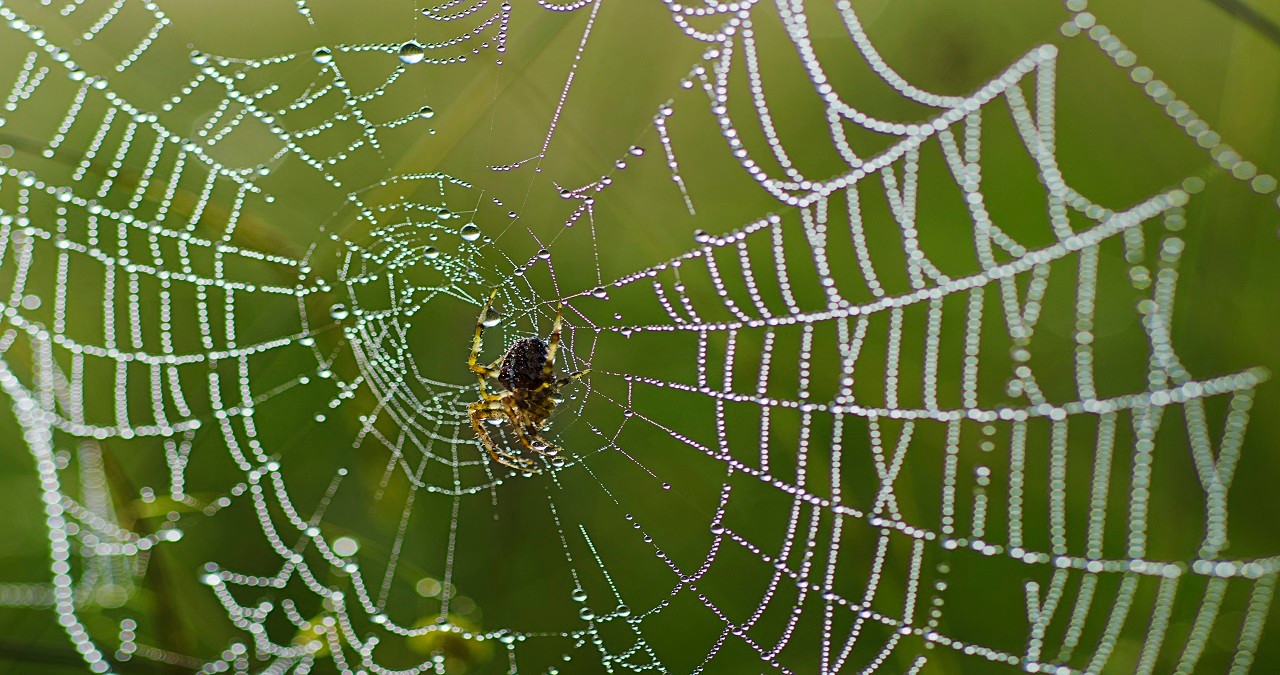 Ein Spinnennetz ist von Regentropfen besetzt. Auch unbeliebte oder unscheinbare Arten sind wichtig für die Biodiversität. | Bild: colourbox.com