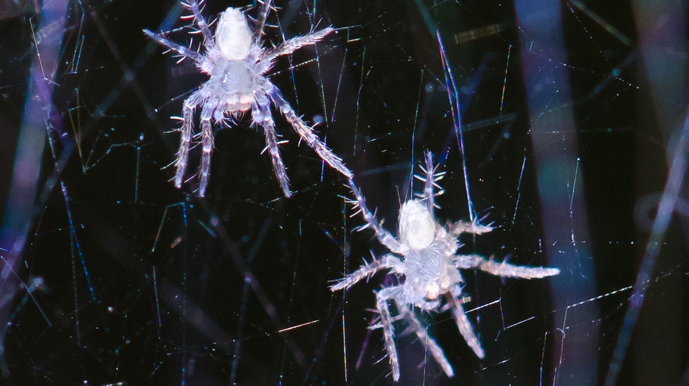 Nachtaufnahme von zwei jungen Spinnen in einem Netz. Spinnen sind wichtig für die Biodiversität. Viele Spinnenarten sind vom Aussterben bedroht. | Bild: colourbox.com
