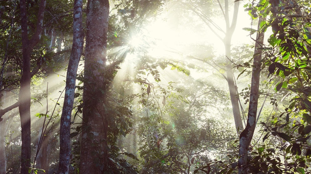 Ein Wald im Amazonas-Gebiet: Der Amazonas-Regenwald gilt als Biodiversitäts-Hotspot und mögliches Kippelement. Wird er abgeholzt oder seine Fläche zerstückelt, kann dies Kettenreaktionen zur Folge haben. | Bild: colourbox.com