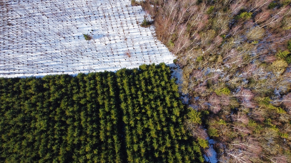 Eine Luftaufnahme zeigt drei verschiedene Stufen des Waldsterbens. Das Shifting-Baseline-Syndrom geht davon aus, dass wir das Artensterben nur schleichend wahrnehmen und uns an den Jetzt-Zustand gewöhnen. | Bild: colourbox.com