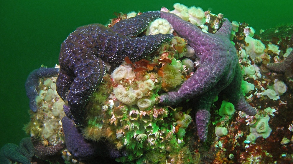 Seesterne im Meer regulieren den Muschelbestand und sorgen so für eine Balance des Ökosystems und für mehr Biodiversität. | Bild: picture-alliance/dpa