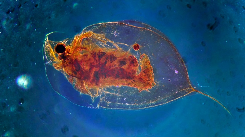 Krebstiere gehören zum Zooplankton, die sich mit den Meeresströmungen bewegen. Viele Fische ernähren sich von Zooplankton. Plankton ist deshalb wichtig für die Biodiversität. | Bild: colourbox.com