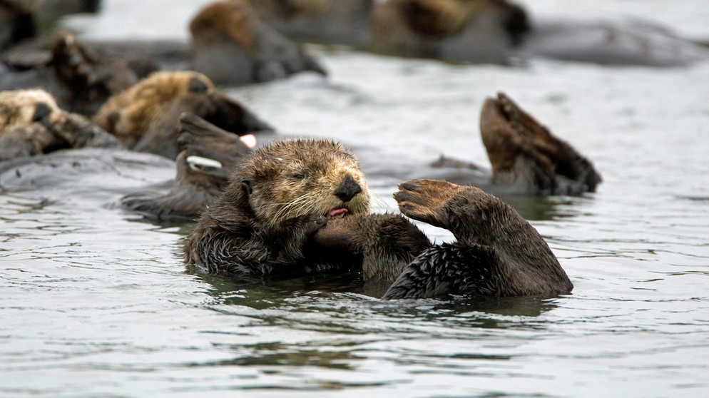 Otter ernähren sich von Seeigeln und sorgen so dafür, dass der Tangwald erhalten bleibt.  | Bild: picture-alliance/dpa