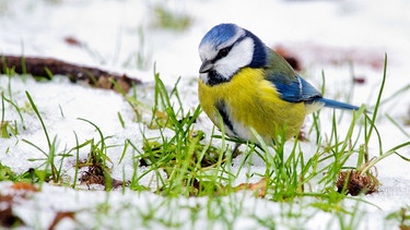 Blaumeise im Schnee | Bild: dpa-Bildfunk/Julian Stratenschulte