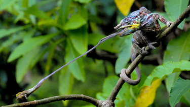 Ein Chamäleon fängt mit seiner langen, klebrigen Zunge ein Insekt. | Bild: picture-alliance / Photoshot