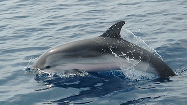 Delfin im Mittelmeer | Bild: picture-alliance/dpa