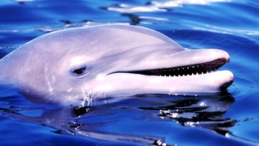 Delfin | Bild: colourbox.com