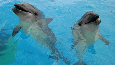 Delfine im Wasser | Bild: picture-alliance/dpa