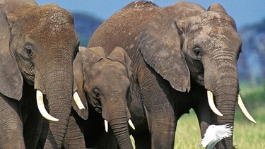 Eine Herde Afrikanischer Steppen-Elefanten im Masai Mara Park in Kenia. Der Steppen- oder Savannen-Elefant ist die bekannteste der drei Elefanten-Arten und die größte. Deutlich erkennbar ist der Savannenlefant an seinen großen, eher dreieckigen Ohren. | Bild: picture-alliance/dpa