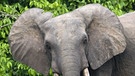 Männlicher Waldelefant (Loxodonta cyclotis) am Waldrand im Loango Nationalpark in Gabun. Der Waldelefant ist kleiner als der Afrikansiche Steppenelefant und besonders gut an seinen sehr runden Ohren erkennbar.  | Bild: picture-alliance/dpa