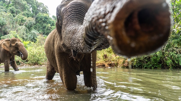 Asiatischer Elefant hält seinen Rüssel ins Bild. Mondulkiri Provinz, Kambodscha | Bild: picture alliance / dpa Themendienst / Robert Guenther
