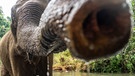 Asiatischer Elefant hält seinen Rüssel ins Bild. Mondulkiri Provinz, Kambodscha | Bild: picture alliance / dpa Themendienst / Robert Guenther
