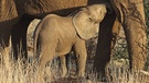 Afrikanisches Elefantenbaby (Loxodonta africana) trinkt bei der Mutter. Kenia, Samburu National Reserve. | Bild: picture alliance / blickwinkel / S. Meyers